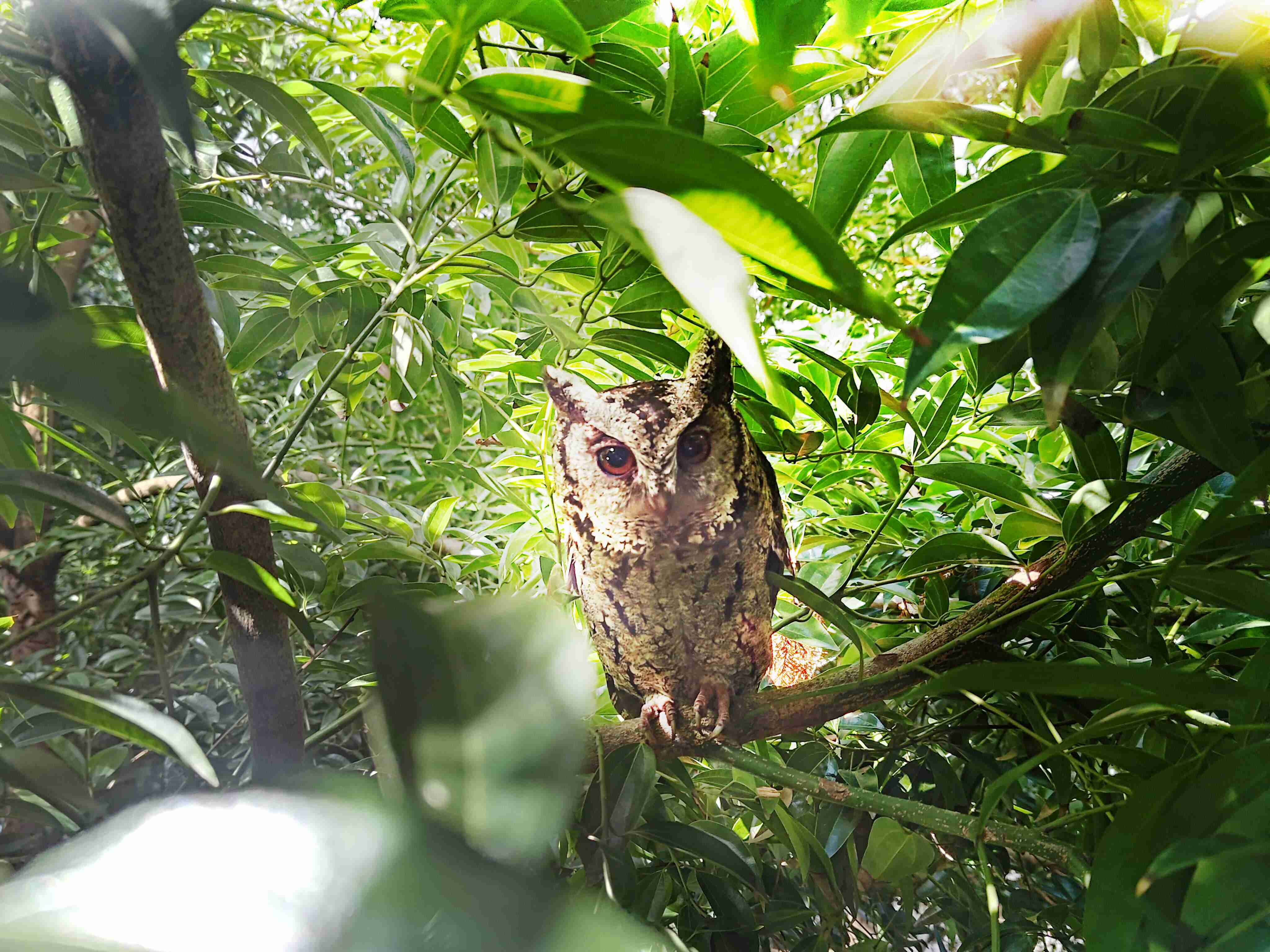 尊龙z6致力提倡净零绿生活，，16年以来在全球各厂区植树逾百万棵，，，，造就各厂区树木蔚然成林，，犹如森林工厂，，成为许多生物的栖息地